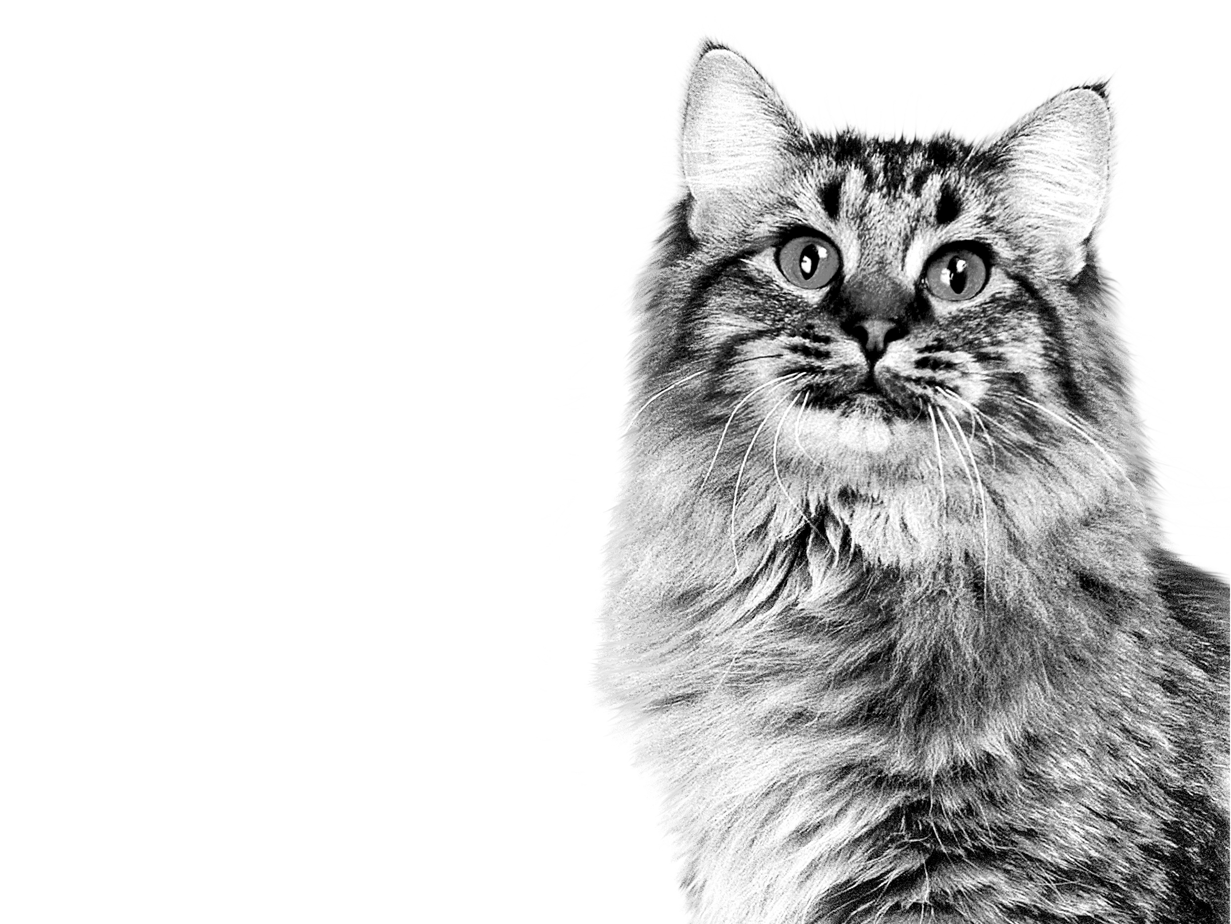 American Bobtail adult in black and white