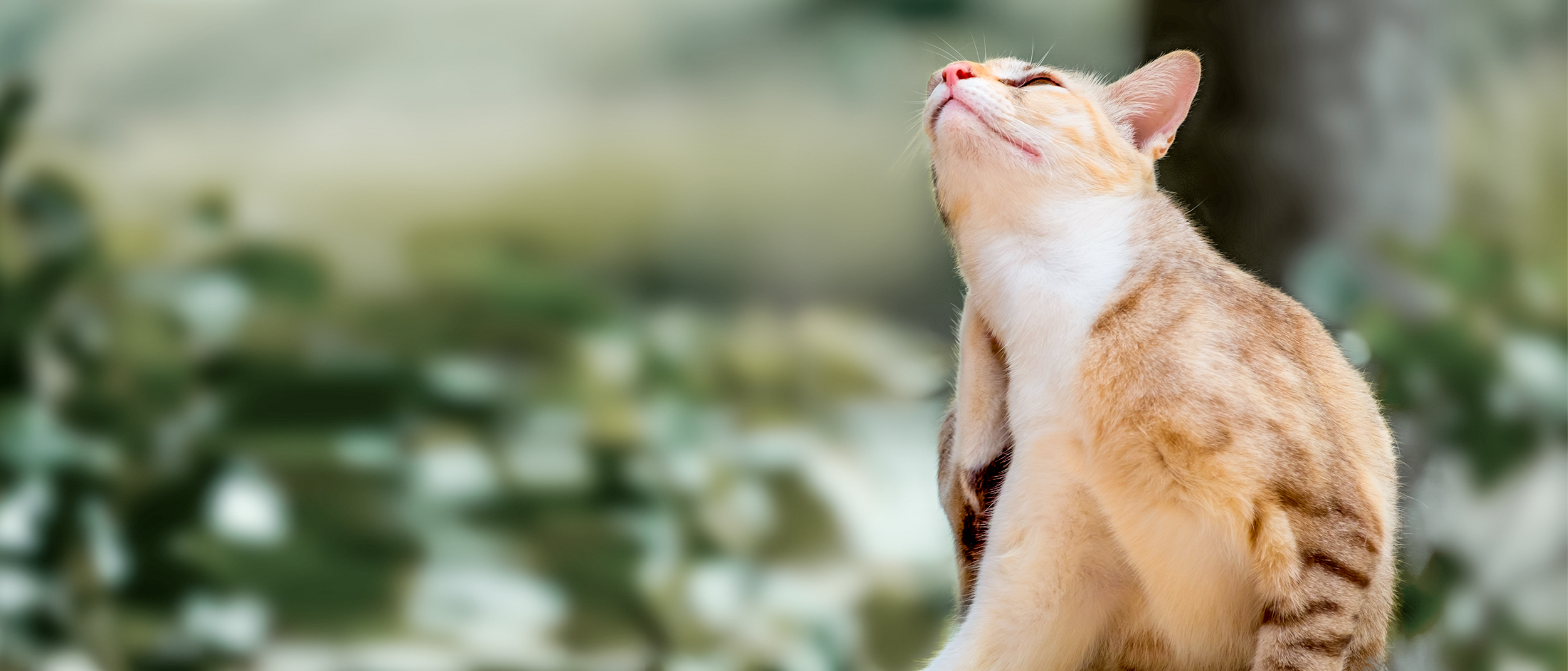 Gato adulto sentado al aire libre rascándose la oreja.