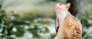 Adult cat sitting outside scratching its ear.