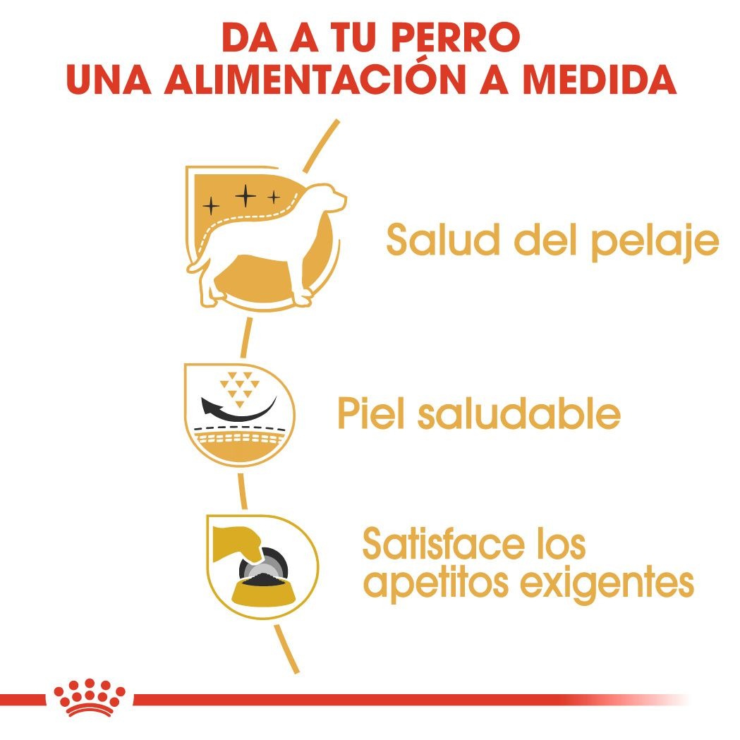 West Highland White Terrier Adult