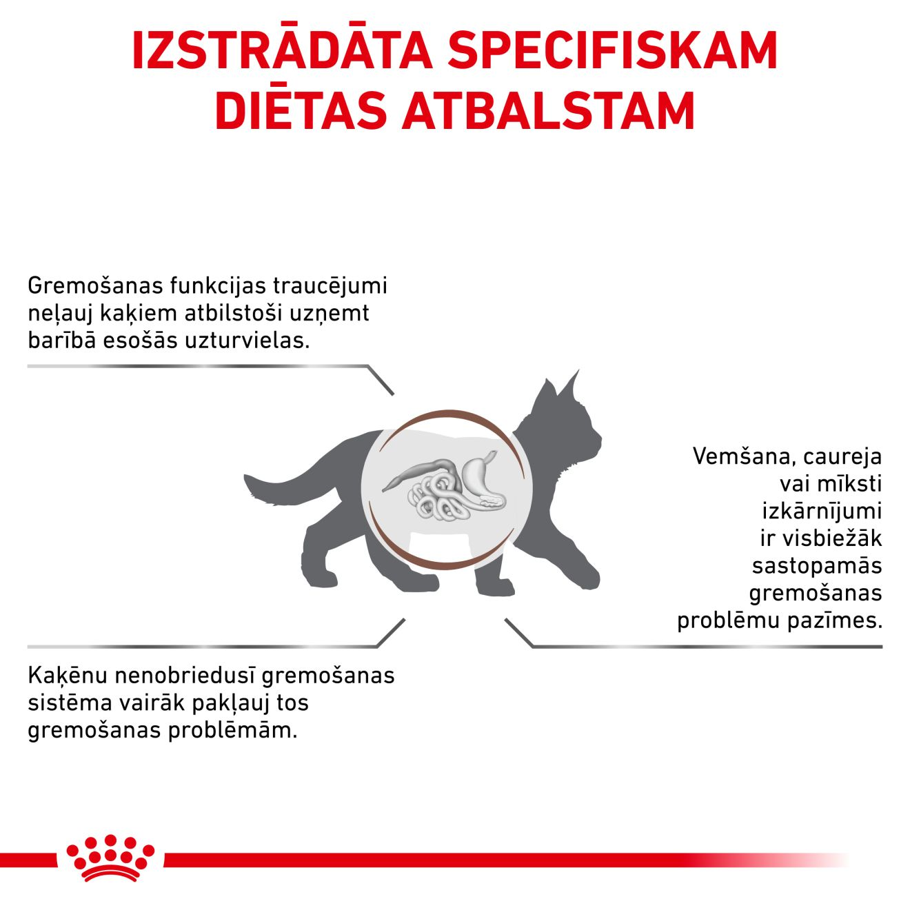 Gastrointestinal Kitten