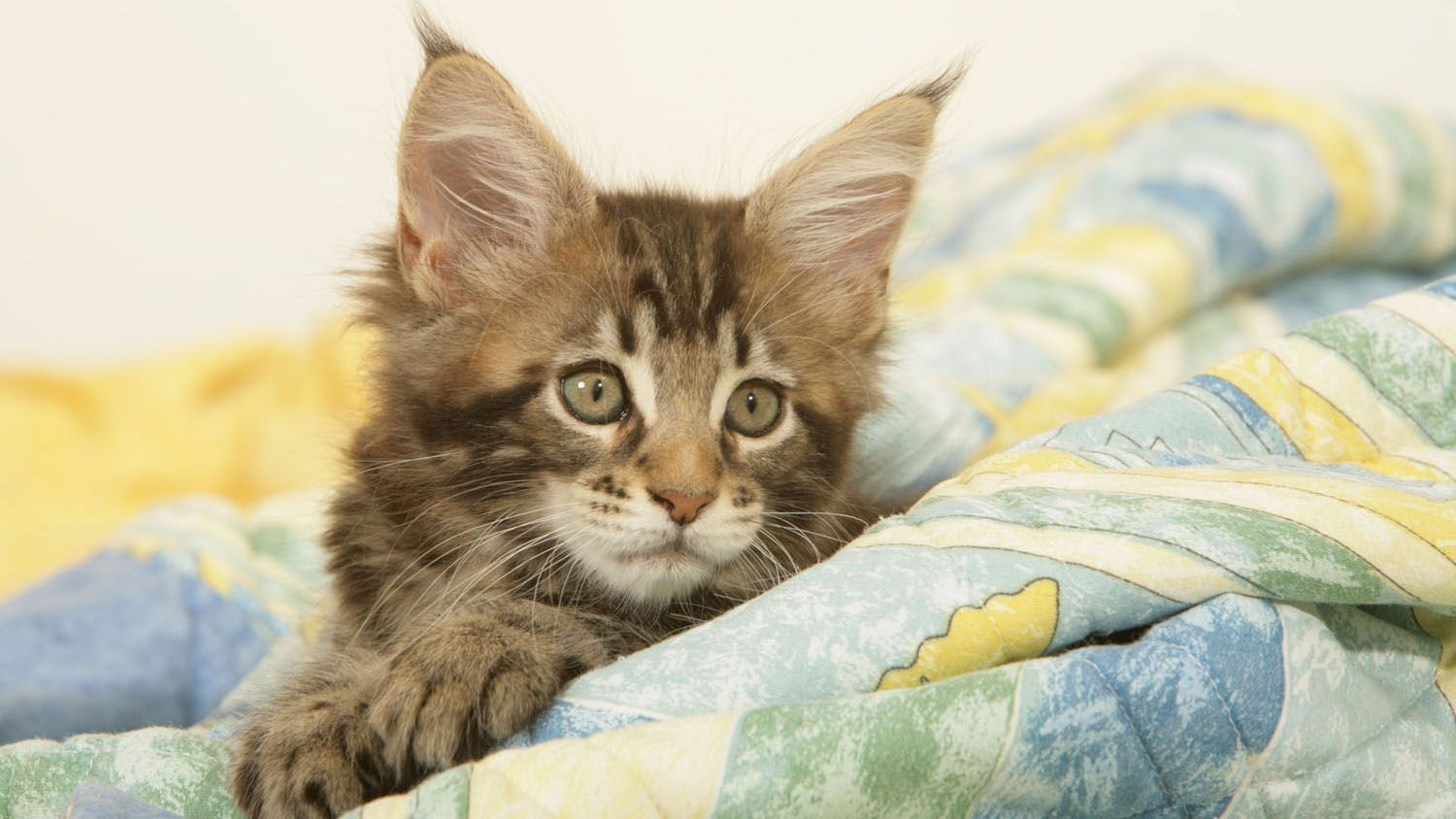 Gatito de Maine Coon mirando desde un edredón