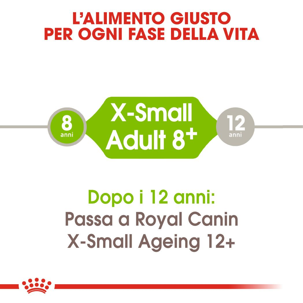 X-Small Adult 8+