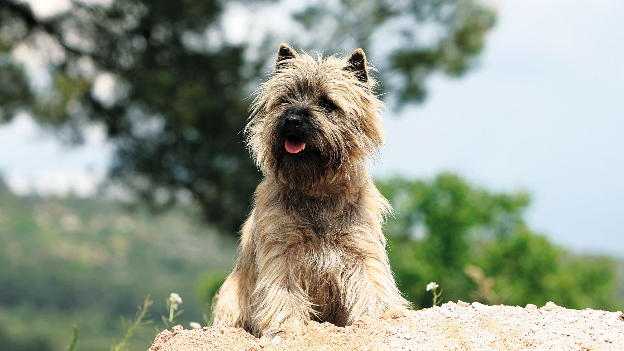 Cairn Terrier rubio, parado sobre un montículo de tierra con la lengua fuera