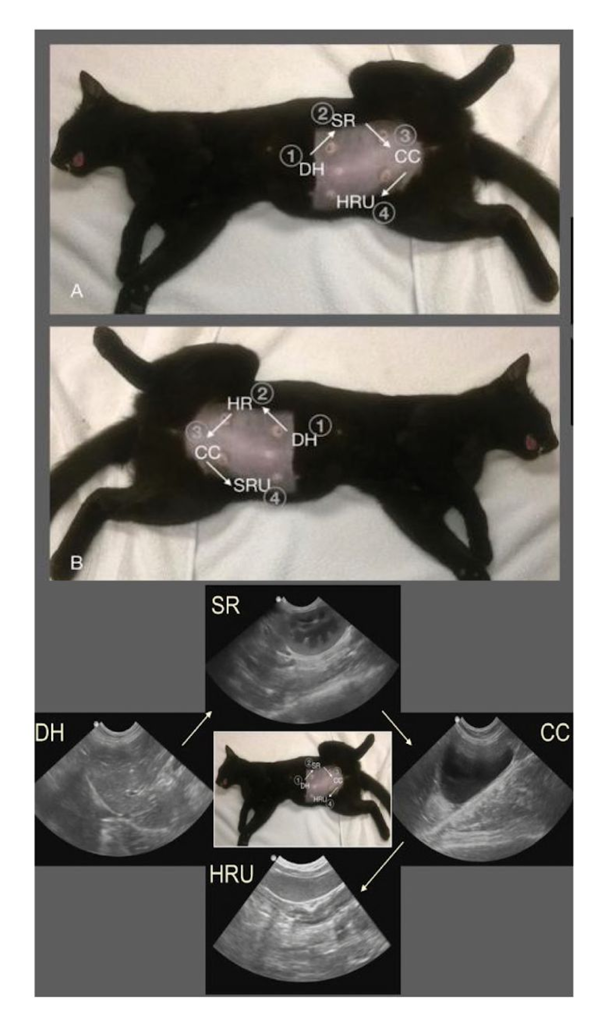 Projeções AFAST em um gato em decúbito lateral (a) direito e (b) esquerdo. O paciente foi sedado para a colocação de tubo (sonda) endotraqueal, como preparação para uma ovário-histerectomia eletiva. Nos exames ultrassonográficos, o gato costuma ser mantido em estado de alerta (consciente) e o abdômen não é depilado, mas isso ajuda a ilustrar melhor os pontos de referência externos para as respectivas projeções AFAST. Alternativamente, as imagens podem ser obtidas na posição em estação, o que, além de ter um menor impacto, é mais seguro em caso de comprometimento respiratório, suspeita de instabilidade hemodinâmica ou em gatos estressados, conforme ilustrado na Figura 1.