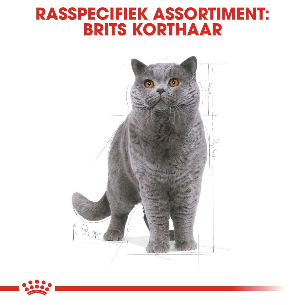 British Shorthair Adult