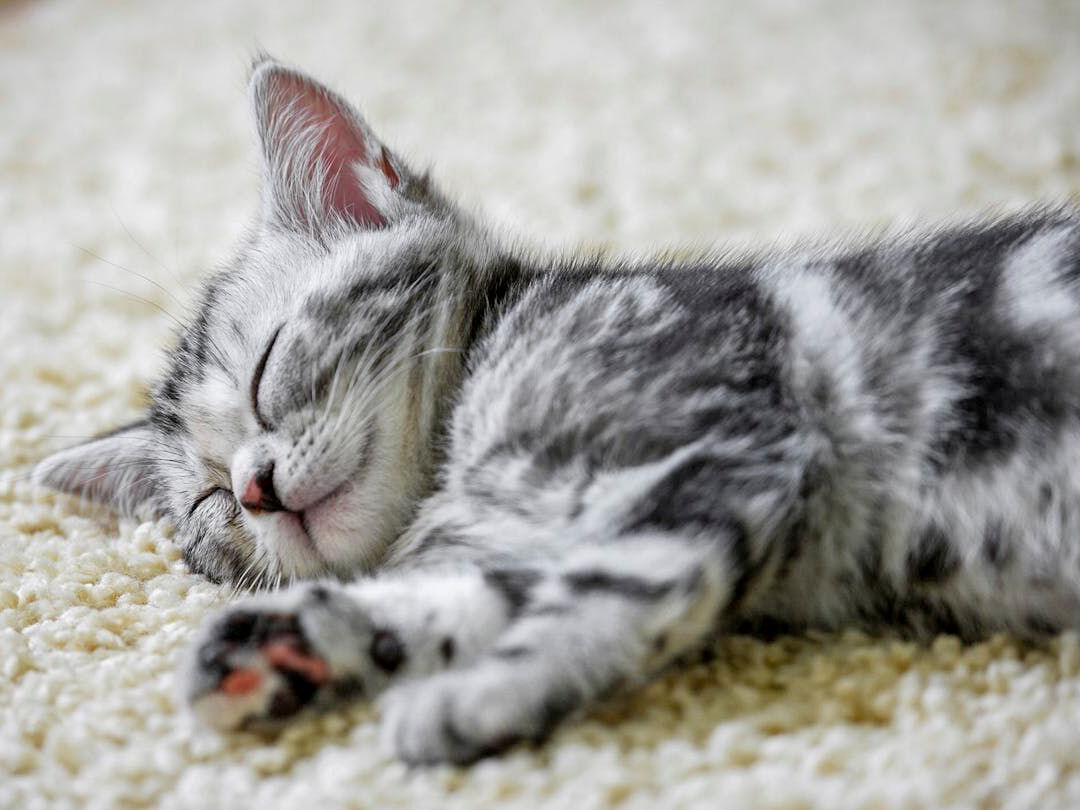 chaton endormi au stade du sevrage