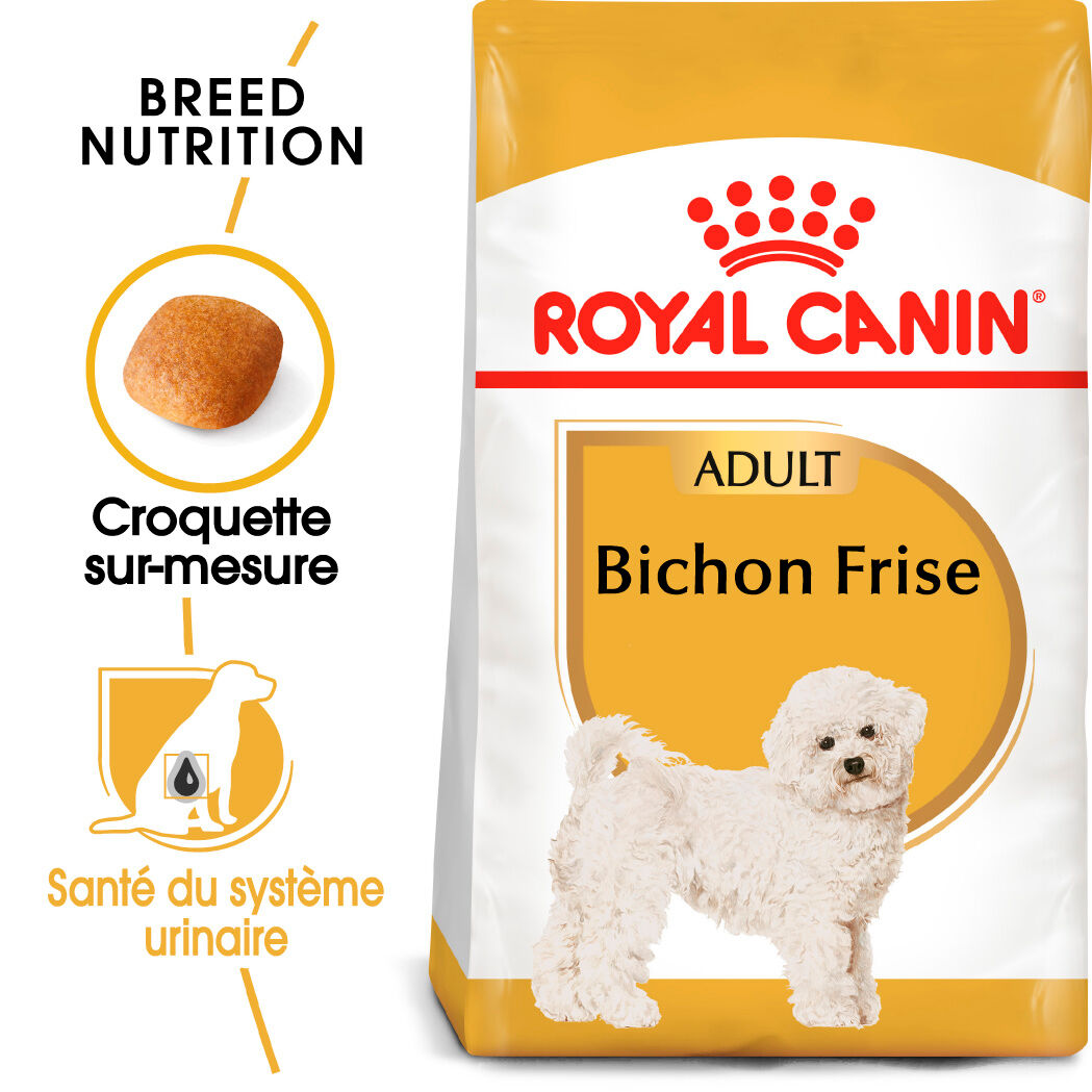 Bichon Frise Adult