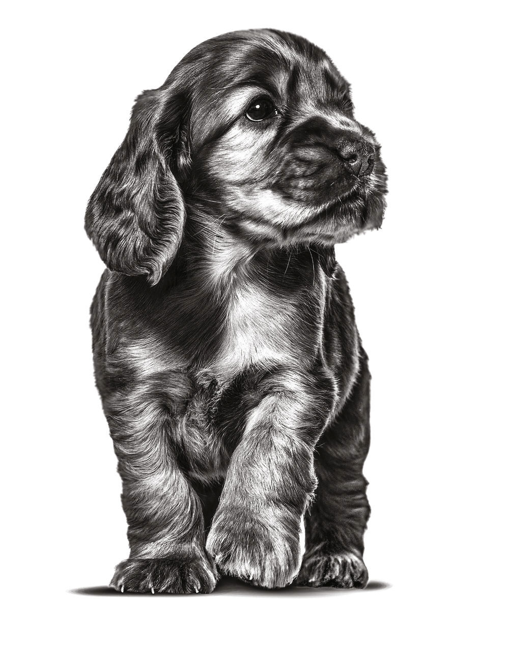 English Cocker Spaniel puppy black and white