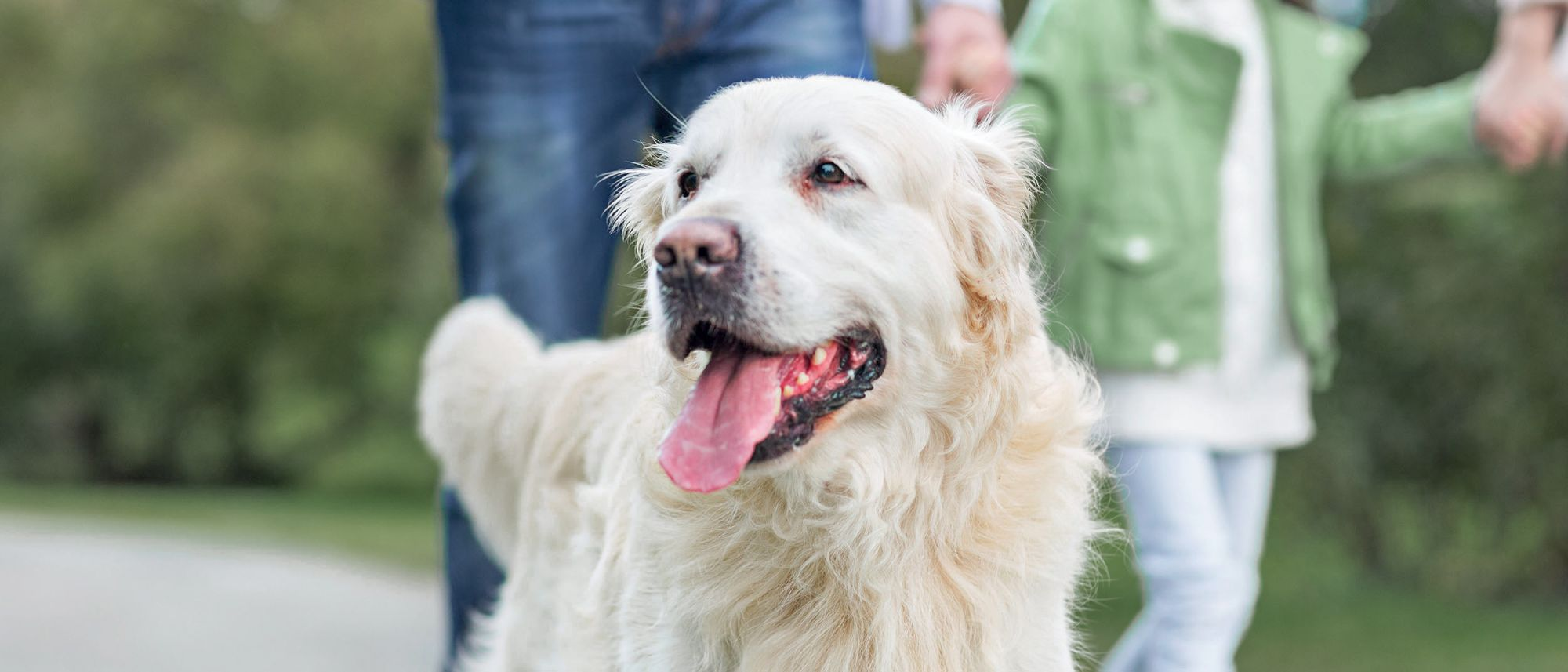 Volwassen Golden Retriever loopt op straat met eigenaar en kind.