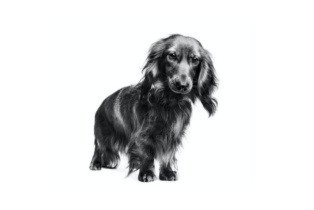 La salud es magnífica para tu Dachshund