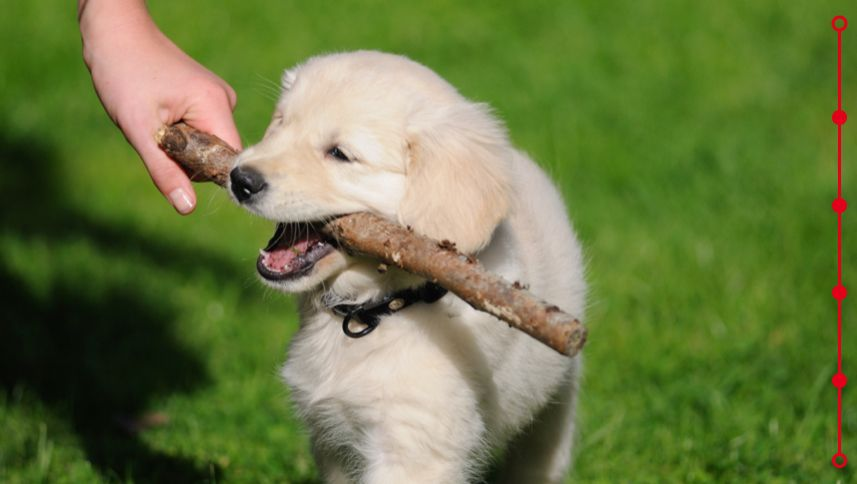 golden retriever puppy playing with a stick