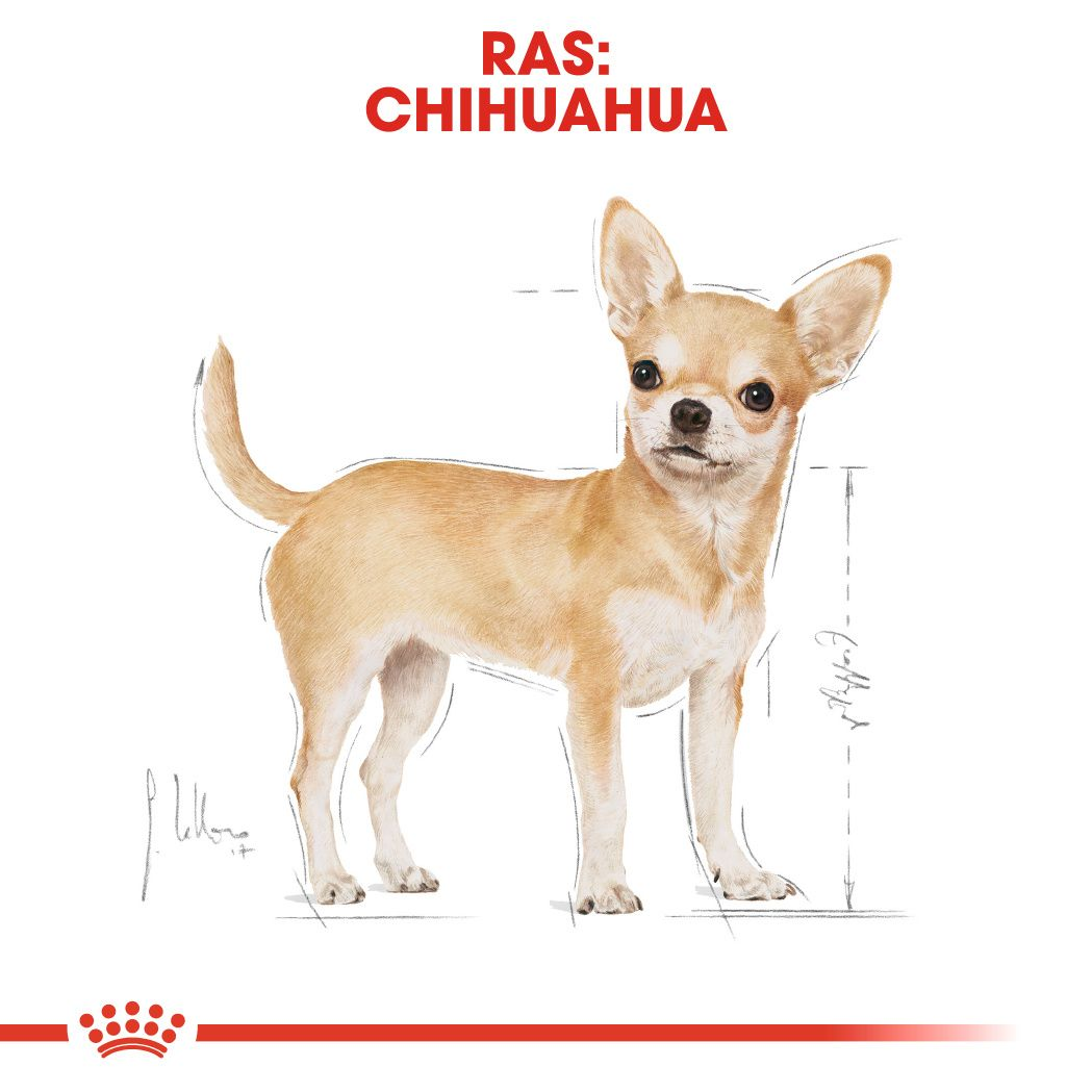 Chihuahua Adult