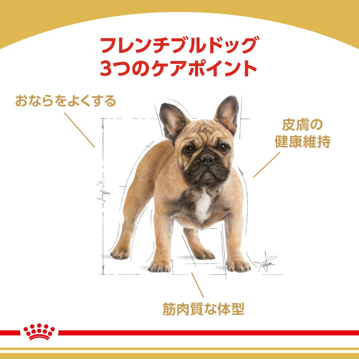 フレンチブルドッグ 成犬～高齢犬用