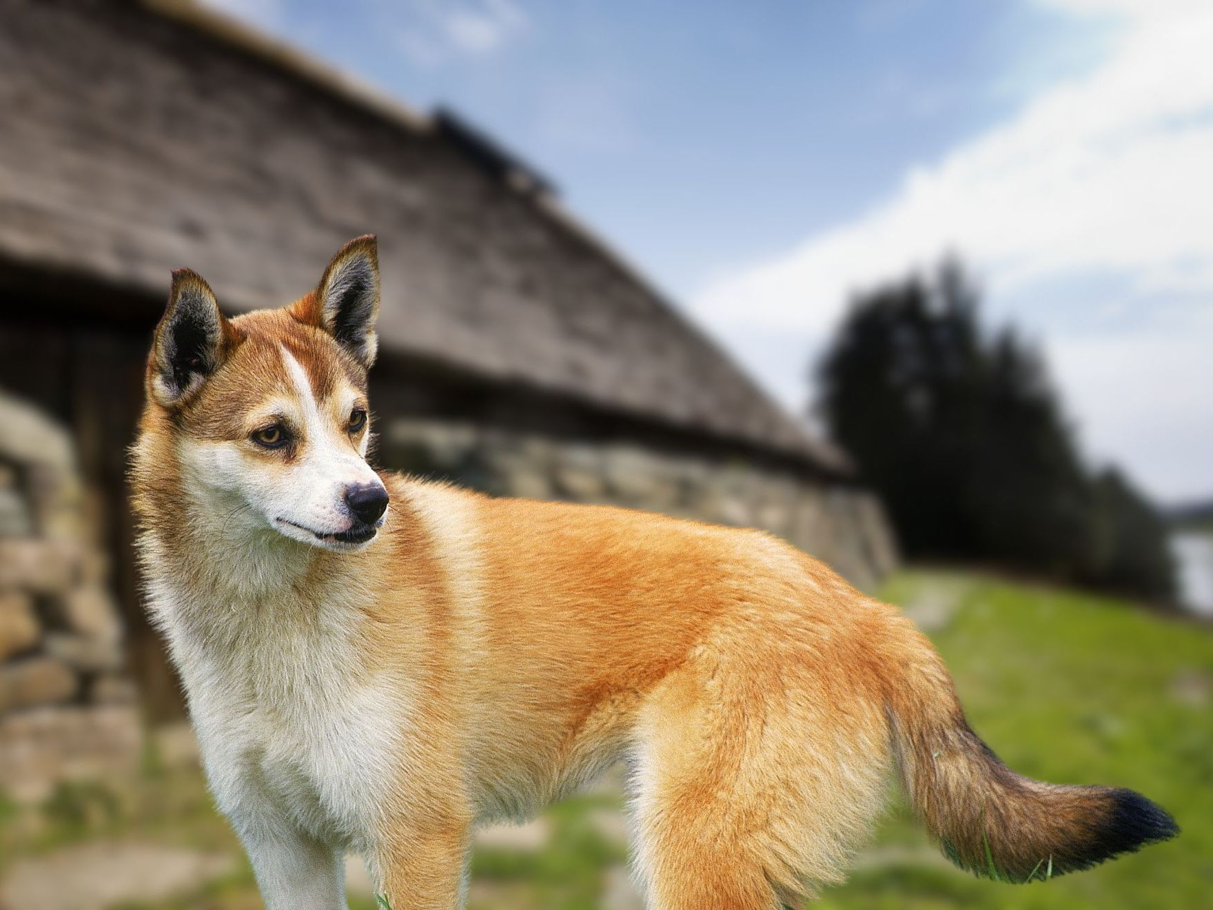 Race de chien lundehund norvégien.