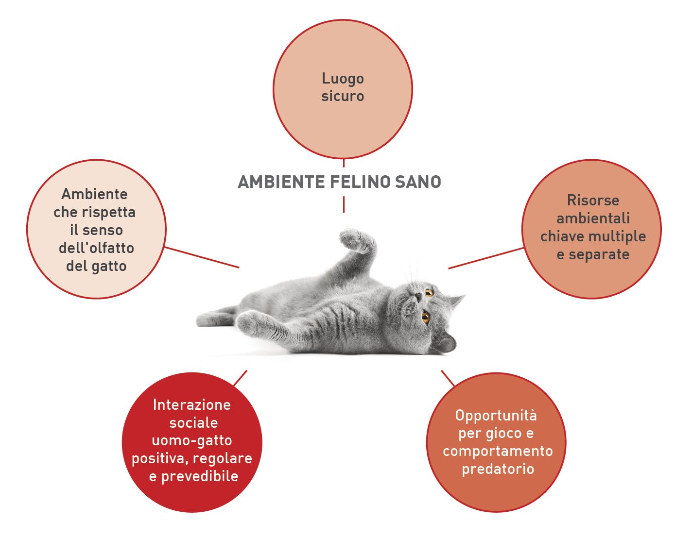Le necessità generali dei gatti sono descritte nei cinque pilastri essenziali di un ambiente felino sano