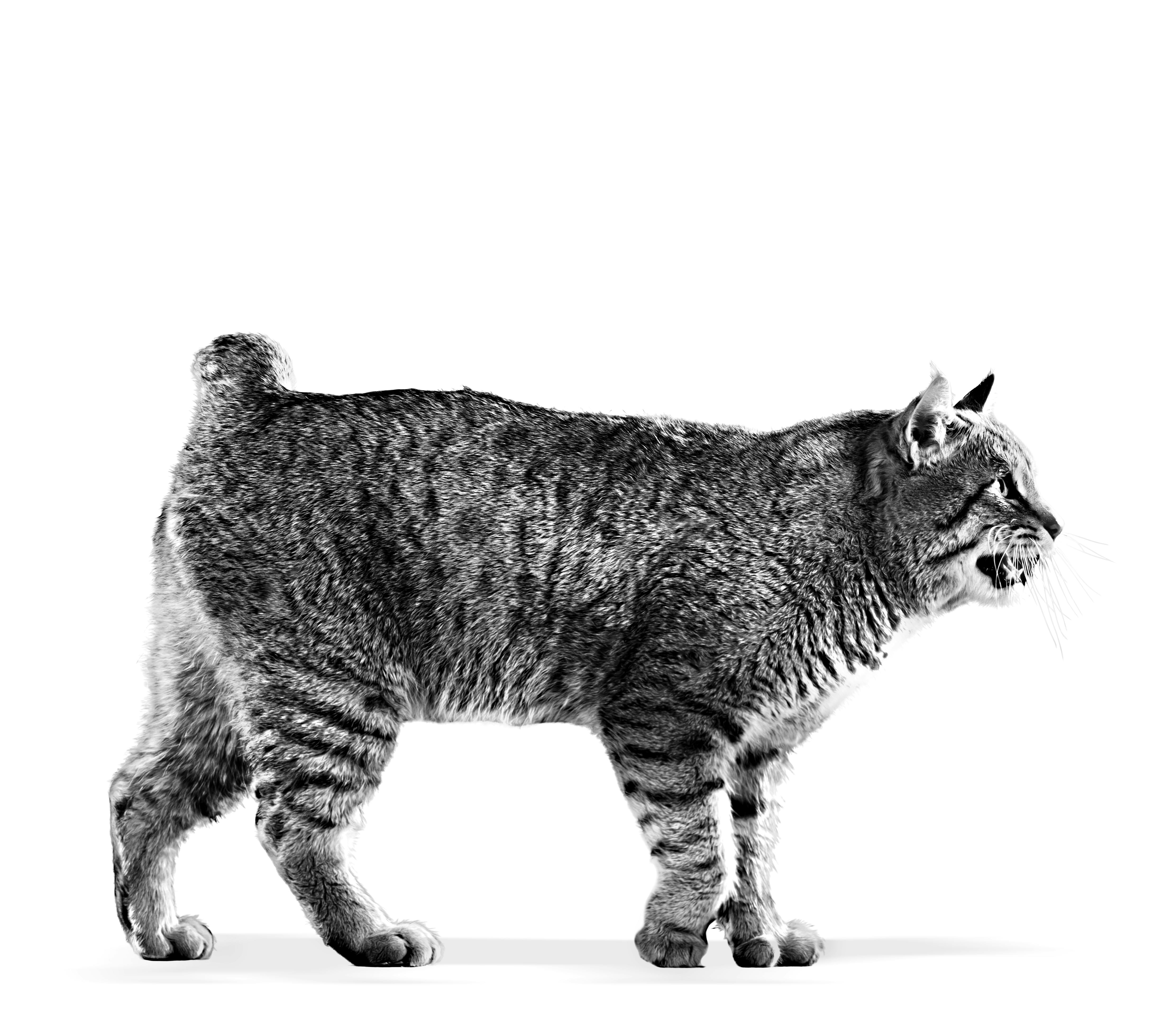 Pixiebob | Royal Canin