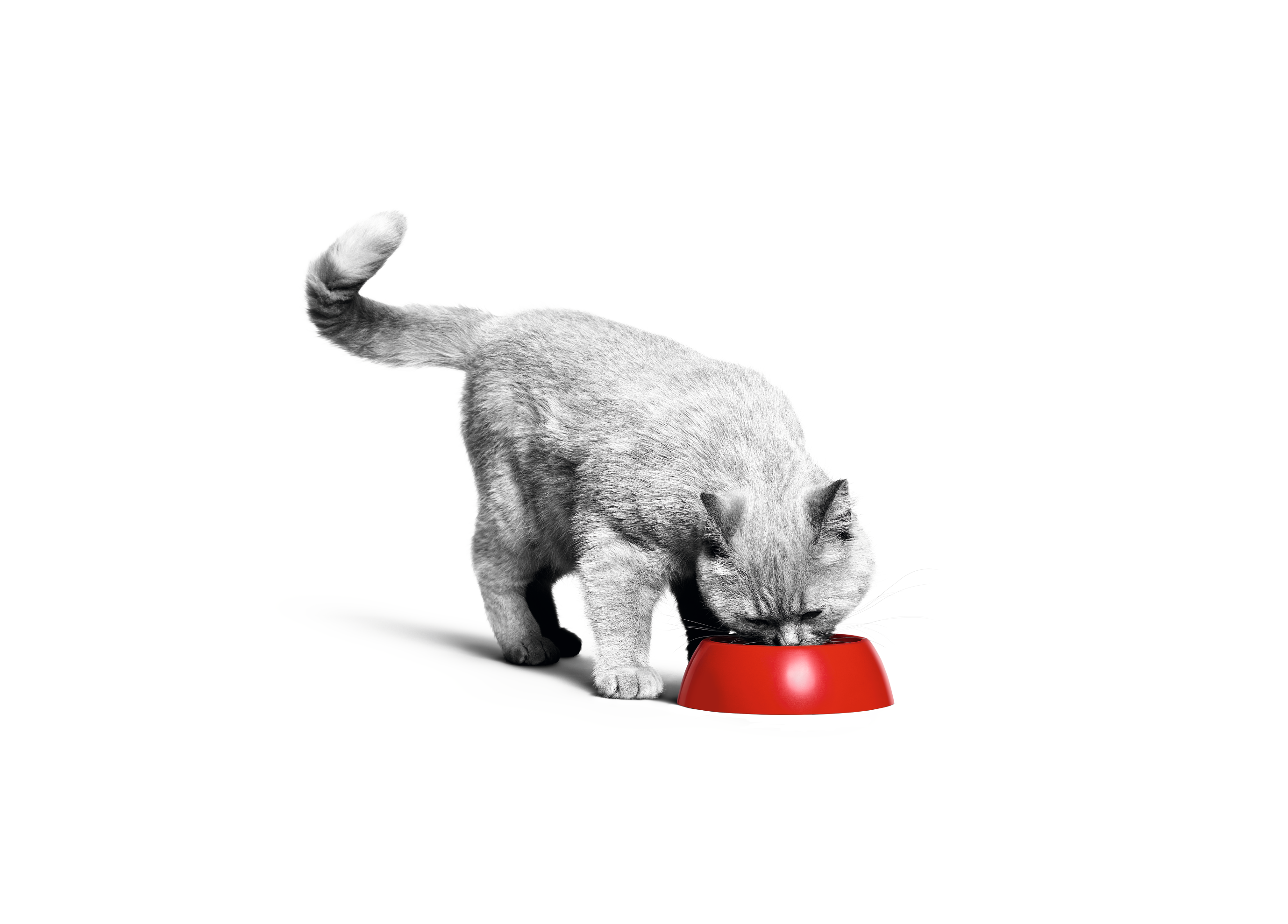 British Shorthair adult in black and white eating from a red bowl 