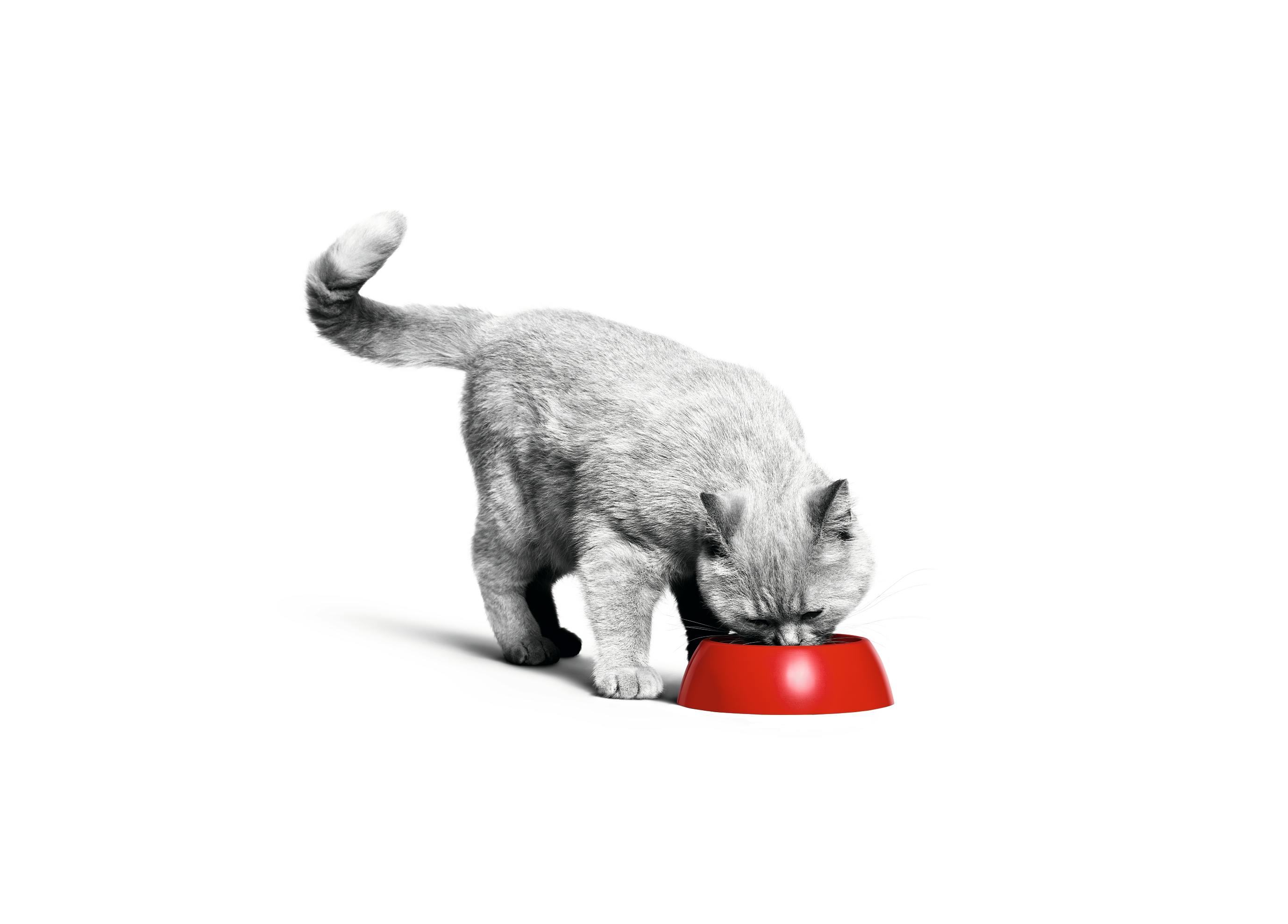 Hoeveel Snoepjes Mag Een Kat Per Dag? Ontdek De Juiste Dosis Voor Jouw Harige Vriend!
