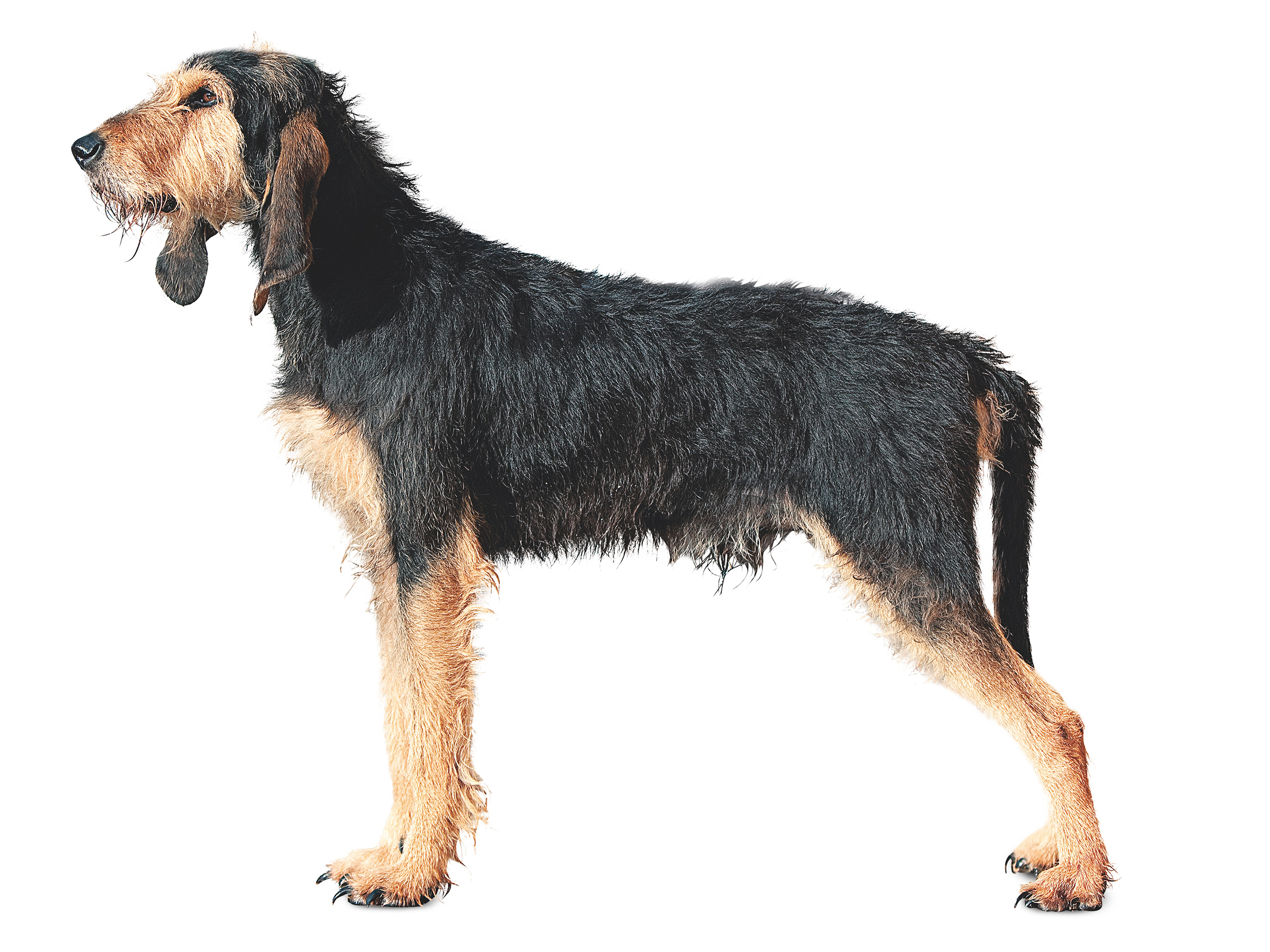 Italian Coarsehaired Hound adult black and white