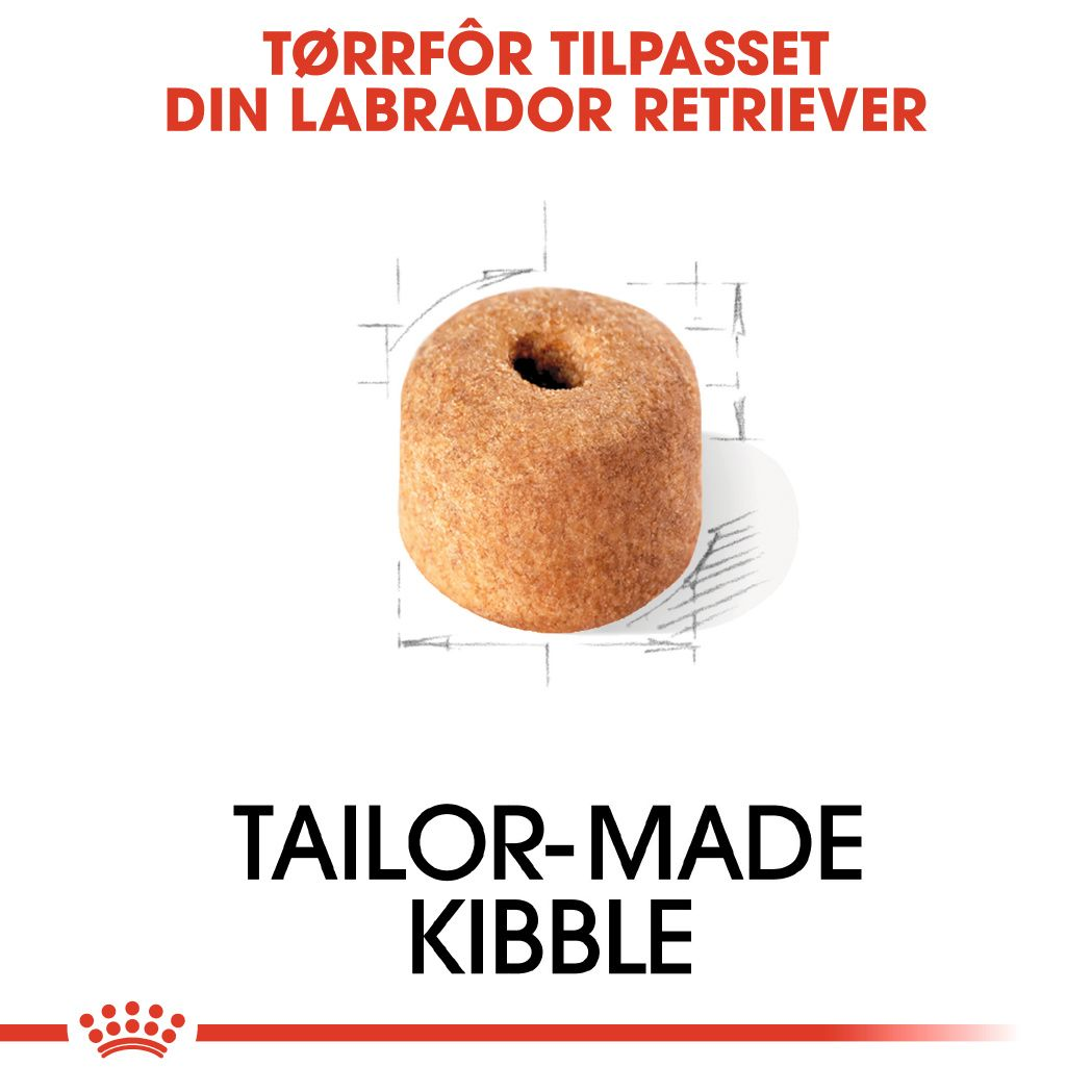 Labrador Retriever Adult