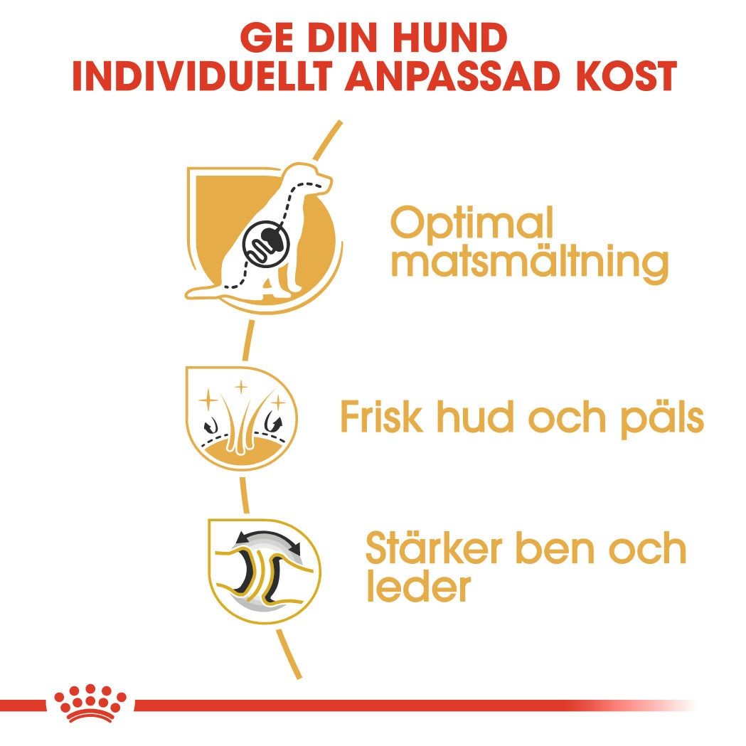 German Shepherd Adult