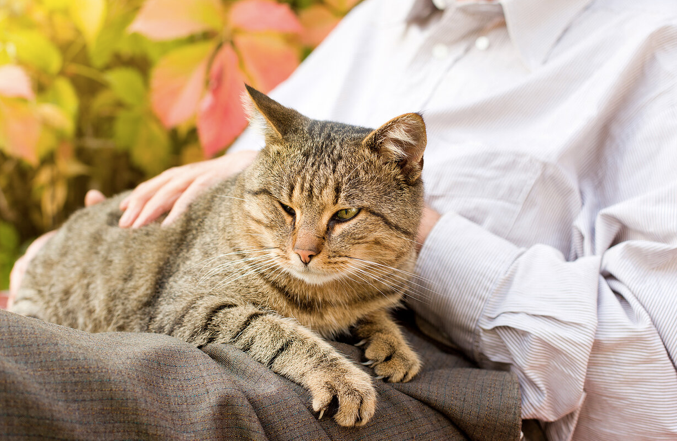 Почему и как кошки мурчат: что значит мурчание кошек | Royal Canin