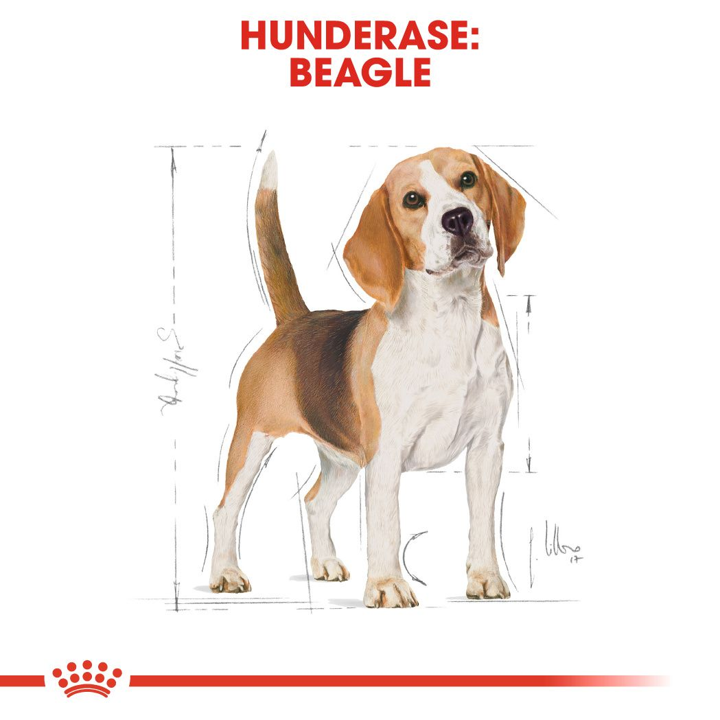 Beagle Adult
