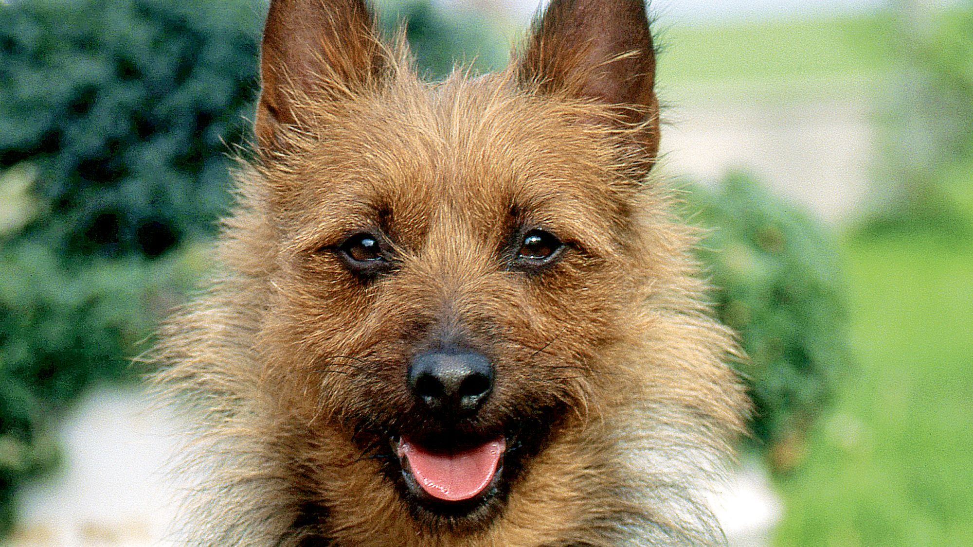 Close-up of an Australian Terrier with tongue out 