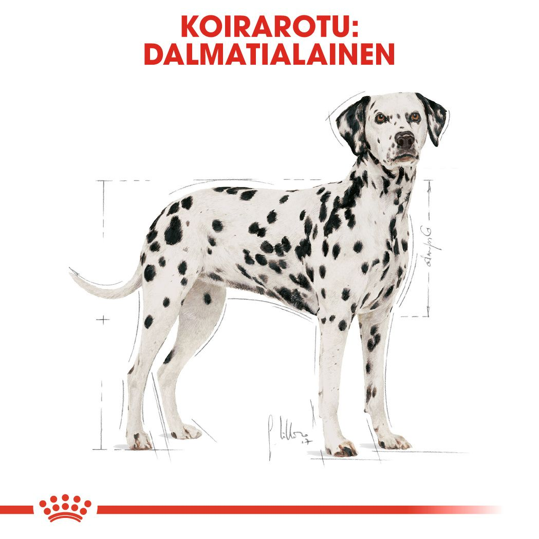 Dalmatian Adult