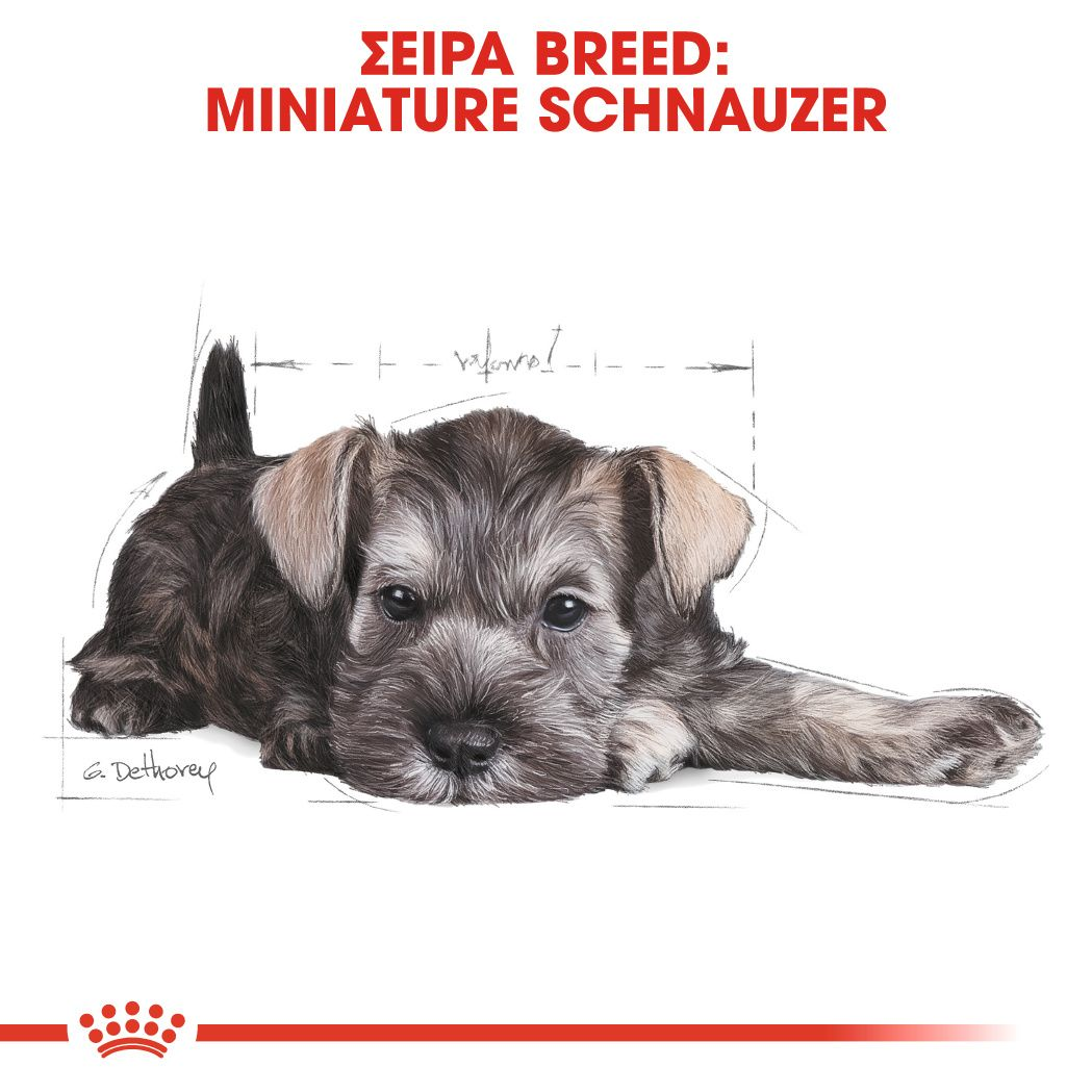 Schnauzer Puppy