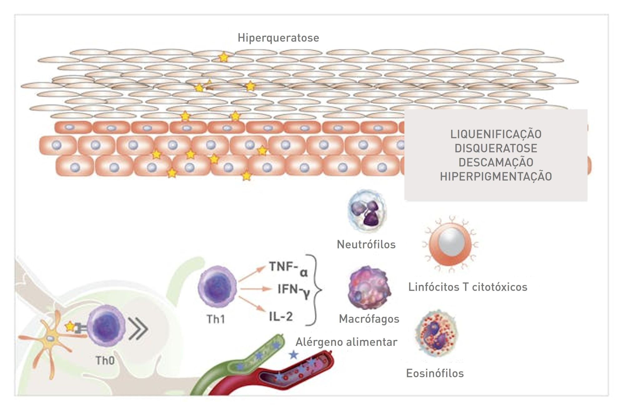 Resposta inflamatória mediada por células a alérgenos alimentares em cães com dermatite atópica crônica