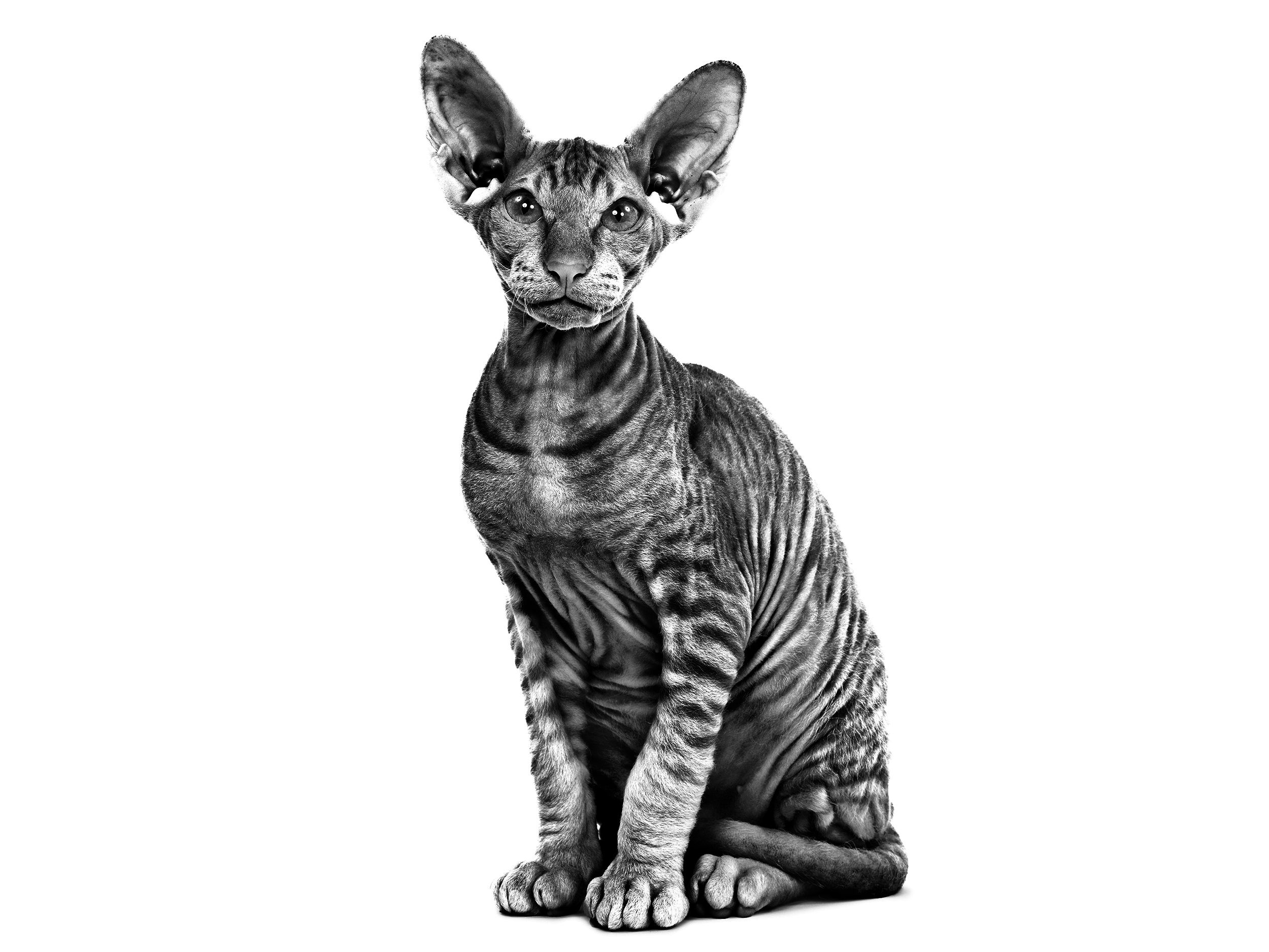 Peterbald breeders best sale