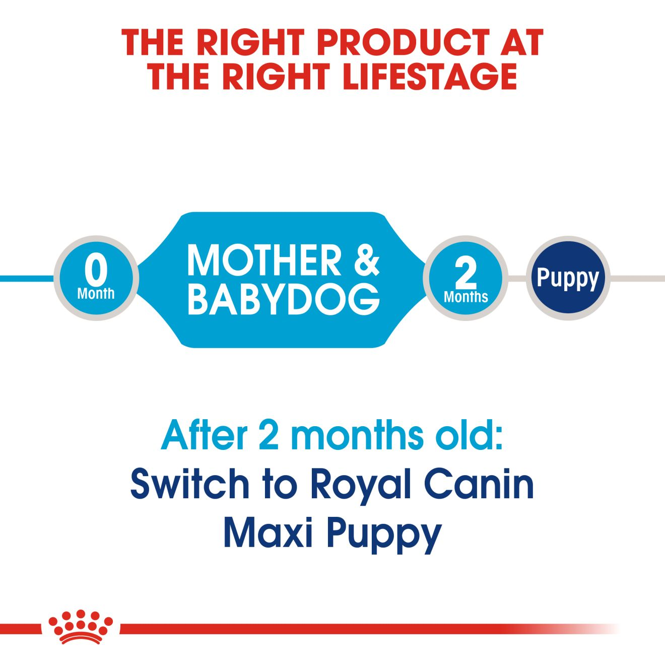 royal canin starter feeding guide