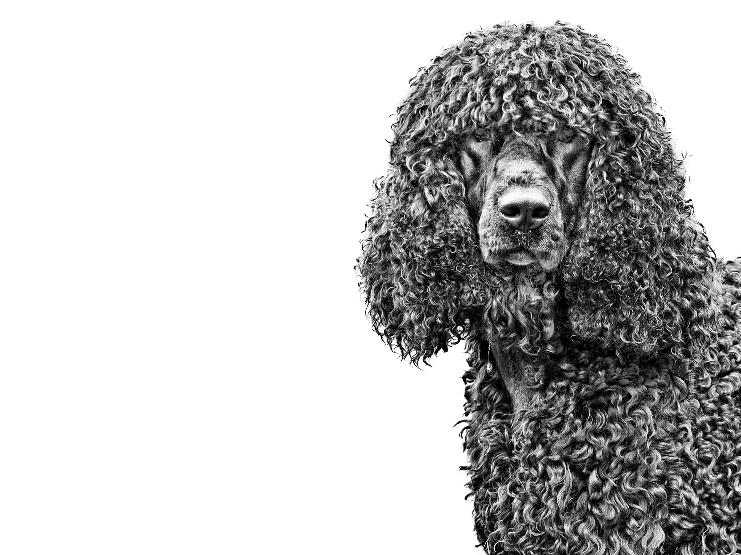 Irish Water Spaniel adult in black and white