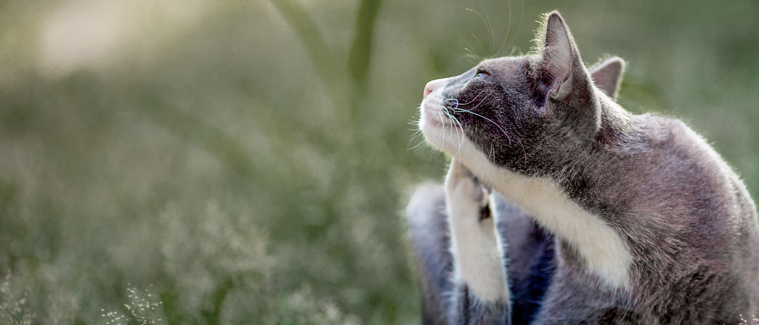 Gato adulto sentado al aire libre sobre césped alto rascándose la barbilla.