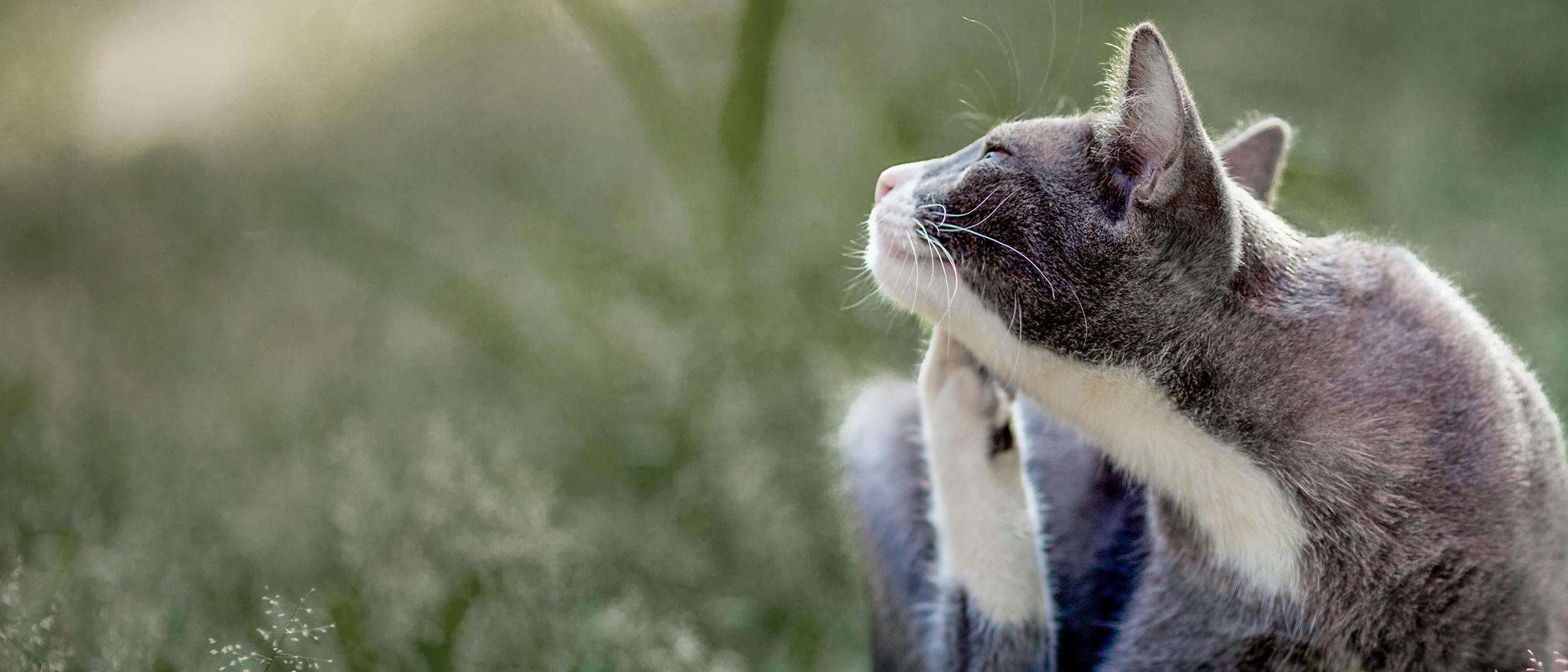 chrysant Dijk Beer Algemene allergieën bij katten - ROYAL CANIN ® | Royal Canin