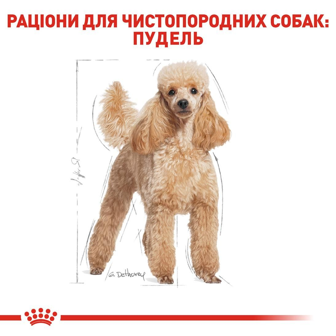 Poodle Adult
