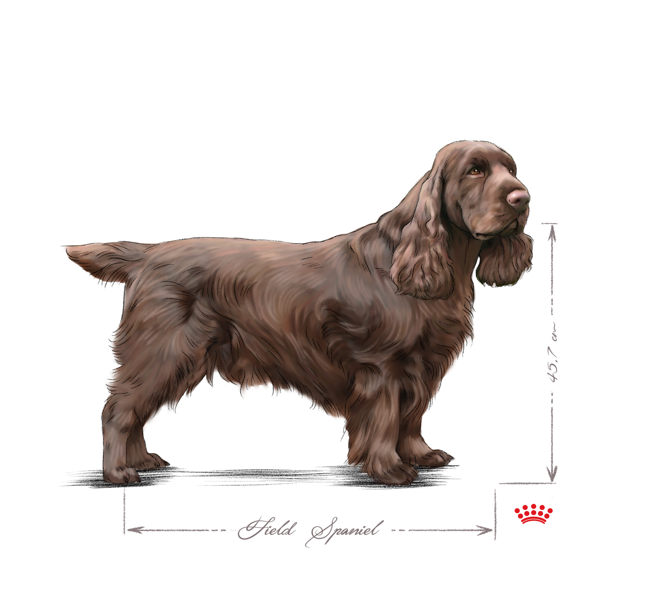 Field spaniel adult black and white