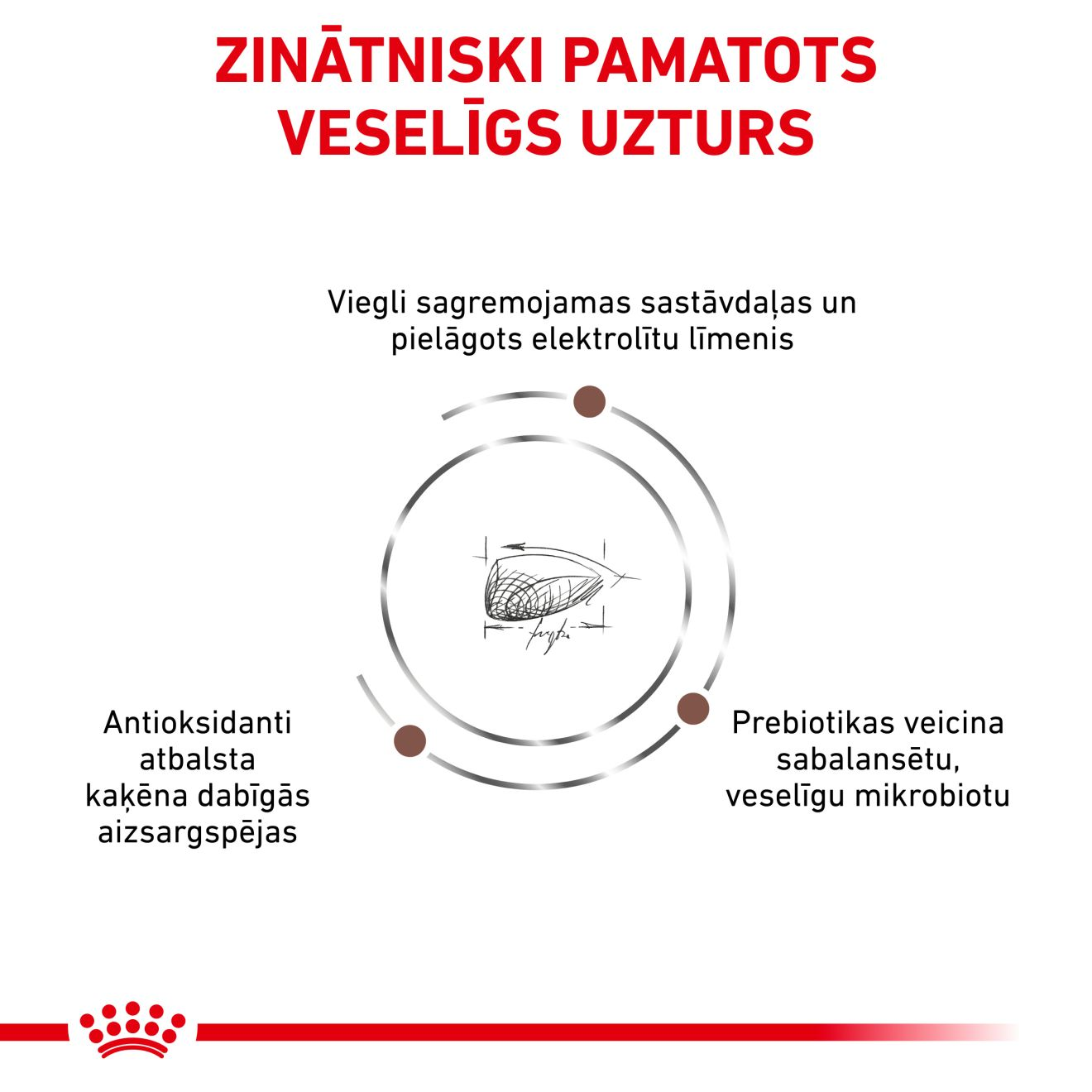 Gastrointestinal Kitten