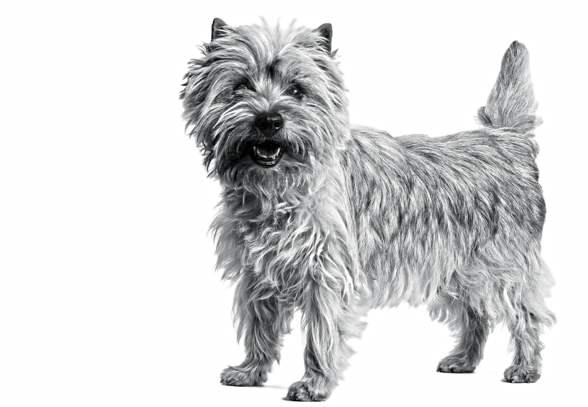 Black and white portrait of a standing Cairn Terrier