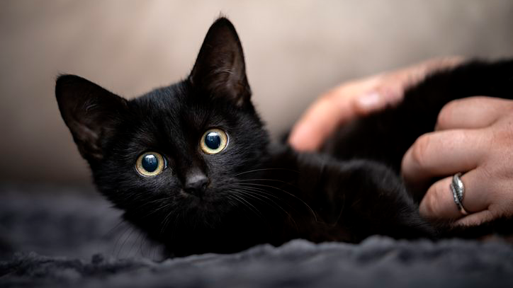 Des mains humaines caressent un chaton noir allongé sur une couverture.