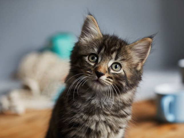 Kitten looking up towards the camera