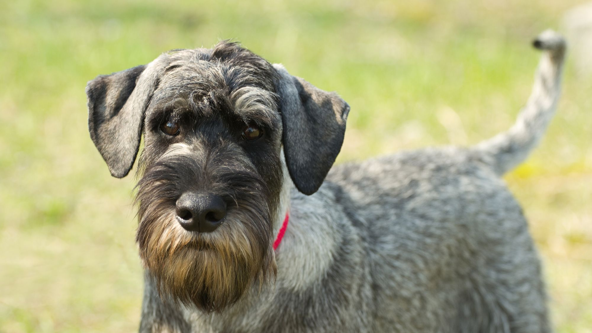 Standard Schnauzer with red collar looking at camera