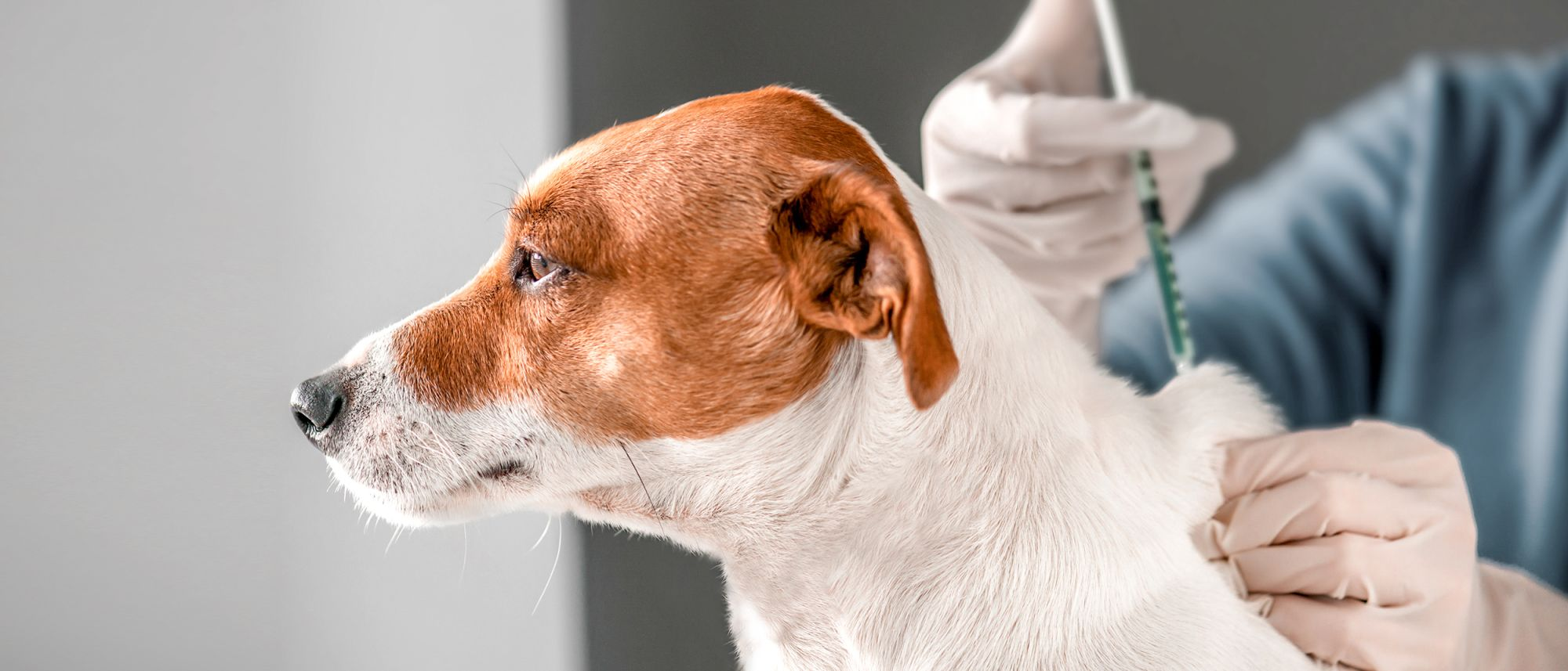 Ein junger Jack Russell Terrier, von dem nur Kopf und Nacken sichtbar sind, bekommt von zwei Händen in Einmal-Handschuhen eine Spritze in den Nacken