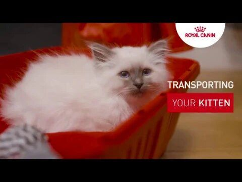 Kitten tutorial - Transporting your kitten