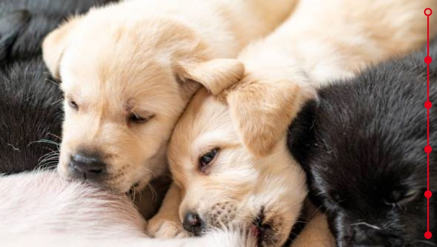 young labrador puppies suckling