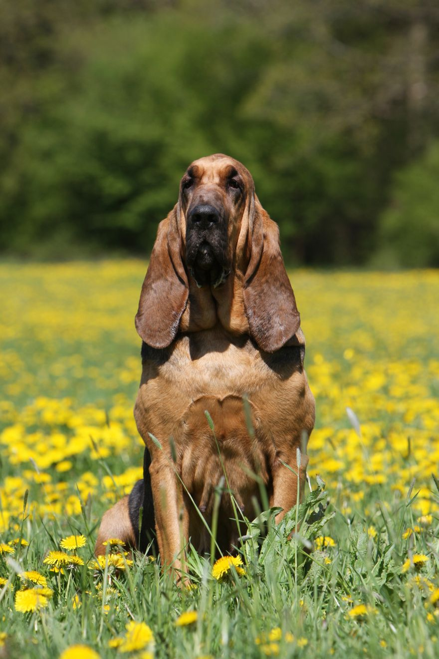 Perro de San Huberto sentado entre las flores amarillas