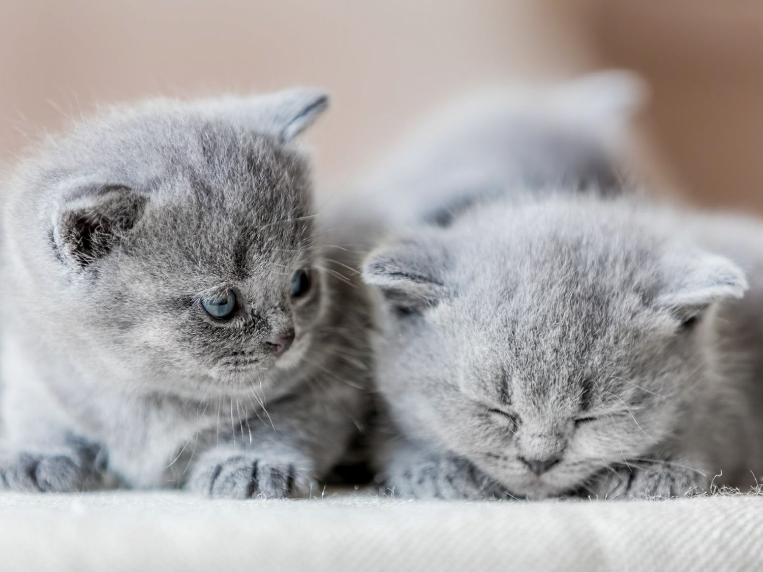 British shorthair kittens lying together indoors