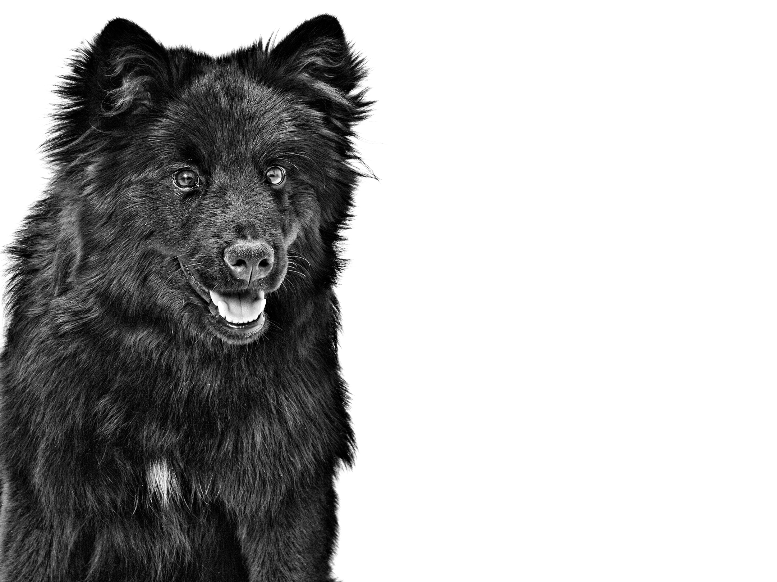 Lapphund adulto in bianco e nero